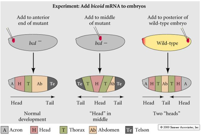 Developmental Biology 3230